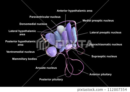 Hypothalamic nuclei, 3D illustration Hypothalamic nuclei, 3D illustration 112807354