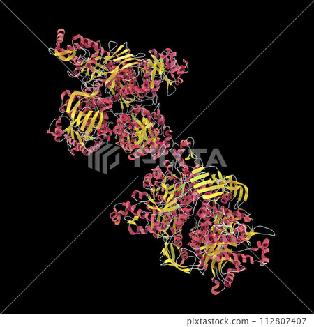 Molecule of beta-hexosaminidase A 112807407
