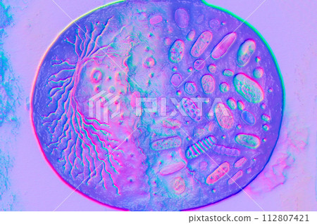 Beautiful microworld, microbes of different shapes, 3D illustration 112807421