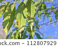 caterpillar on the back of the leaf 112807929