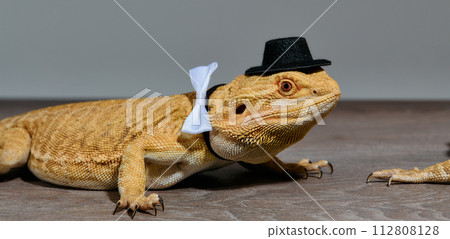Close-up Portrait of Bearded Dragon (Pogona Vitticeps) with Vibrant Yellow Textured Scales on White Background Close-up Portrait of Bearded Dragon (Pogona Vitticeps) with Vibrant Yellow Textured Scales on White Background 112808128
