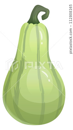 Green gourd vegetable. Cartoon autumn harvest crop 112808165