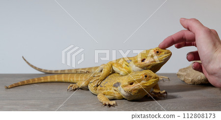 Bearded Dragons: A Close-Up Look at This Amazing Lizards 112808173