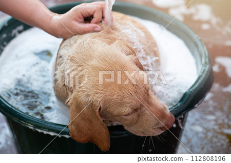 Washing dog pet in bath Washing dog pet in bath 112808196