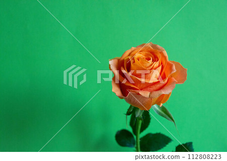 Rose of orange 112808223
