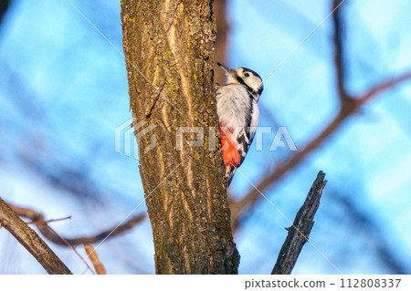 Red-cockaded woodpecker, a beautiful wild bird of Hokkaido Red-cockaded woodpecker, a beautiful wild bird of Hokkaido 112808337