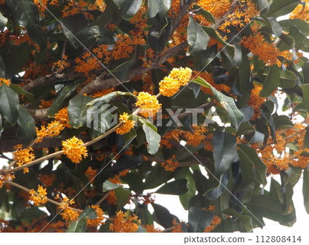 香桂花橙花 112808414