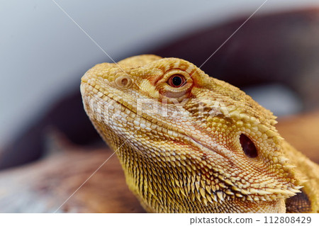 Close-up Portrait of Bearded Dragon (Pogona Vitticeps) with Vibrant Yellow Textured Scales on White Background Close-up Portrait of Bearded Dragon (Pogona Vitticeps) with Vibrant Yellow Textured Scales on White Background 112808429