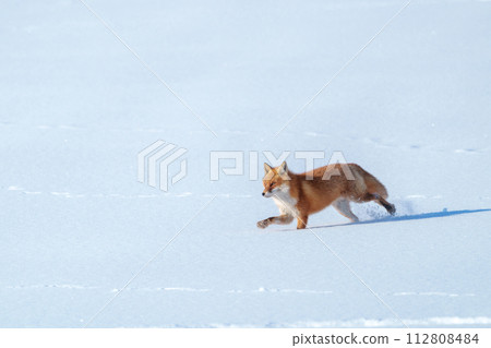 Red fox in the snow field - Hokkaido's three most cute animals Red fox in the snow field - Hokkaido's three most cute animals 112808484