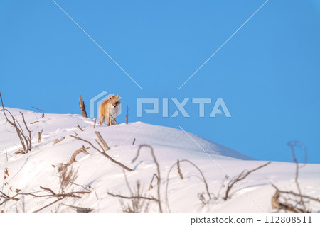 雪原裡的紅狐狸－北海道最可愛的三種動物 112808511