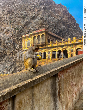Monkey inside Galta Ji Hindu temple near Jaipur, Rajasthan . High quality photo 112808559