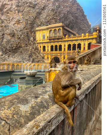 Monkey inside Galta Ji Hindu temple near Jaipur, Rajasthan . High quality photo Monkey inside Galta Ji Hindu temple near Jaipur, Rajasthan . High quality photo 112808561