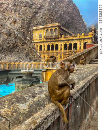 Monkey inside Galta Ji Hindu temple near Jaipur, Rajasthan . High quality photo Monkey inside Galta Ji Hindu temple near Jaipur, Rajasthan . High quality photo 112808563