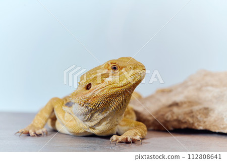 Close-up Portrait of Bearded Dragon (Pogona Vitticeps) with Vibrant Yellow Textured Scales on White Background 112808641