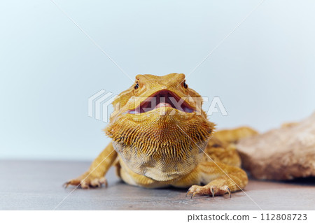 Close-up Portrait of Bearded Dragon (Pogona Vitticeps) with Vibrant Yellow Textured Scales on White Background Close-up Portrait of Bearded Dragon (Pogona Vitticeps) with Vibrant Yellow Textured Scales on White Background 112808723