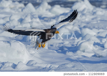 Drift ice and Steller's sea eagle - winter sightseeing in Shiretoko, Hokkaido - spectacular scenery created by nature 112809069