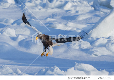 流冰與虎頭海雕 - 北海道知床的冬季觀光 - 大自然創造的壯麗景色 112809080