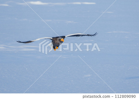 Drift ice and Steller's sea eagle - winter sightseeing in Shiretoko, Hokkaido - spectacular scenery created by nature Drift ice and Steller's sea eagle - winter sightseeing in Shiretoko, Hokkaido - spectacular scenery created by nature 112809090