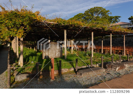 Wisteria of Gokan Wisteria of Gokan 112809296