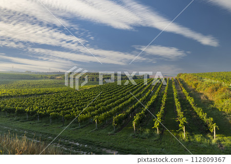 Vineyards with flovers near Cejkovice, Southern Moravia, Czech Republic Vineyards with flovers near Cejkovice, Southern Moravia, Czech Republic 112809367