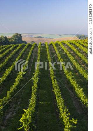 Vineyards with flovers near Cejkovice, Southern Moravia, Czech Republic 112809370