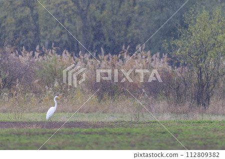 White heron, (Ardea alba, Egretta alba), in Hortobagy National Park, UNESCO World Heritage Site, Puszta is one of largest meadow and steppe ecosystems in Europe, Hungary White heron, (Ardea alba, Egretta alba), in Hortobagy National Park, UNESCO World Heritage Site, Puszta is one of largest meadow and steppe ecosystems in Europe, Hungary 112809382