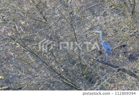 Gray heron (Ardea cinerea), Gemenc, unique forest between Szekszard and Baja, Dunaj-Drava National Park, Hungary 112809394