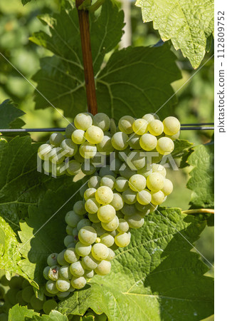 Vineyard with Hibernal near Cejkovice, Southern Moravia, Czech Republic Vineyard with Hibernal near Cejkovice, Southern Moravia, Czech Republic 112809752