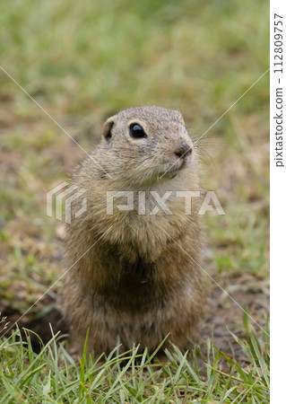 Ground squirrel colony (Syslovisko Biele vody), National park Muranska Planina, Slovakia Ground squirrel colony (Syslovisko Biele vody), National park Muranska Planina, Slovakia 112809757