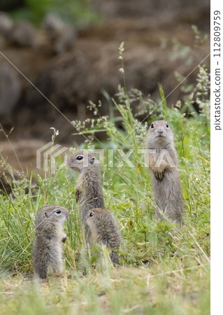 Ground squirrel colony (Syslovisko Biele vody), National park Muranska Planina, Slovakia Ground squirrel colony (Syslovisko Biele vody), National park Muranska Planina, Slovakia 112809759