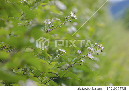 Blooming blackberries orchard , Zemplin hills, Hungary Blooming blackberries orchard , Zemplin hills, Hungary 112809786