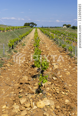 Typical vineyard with stones near Chateauneuf-du-Pape, Cotes du Rhone, France 112809885