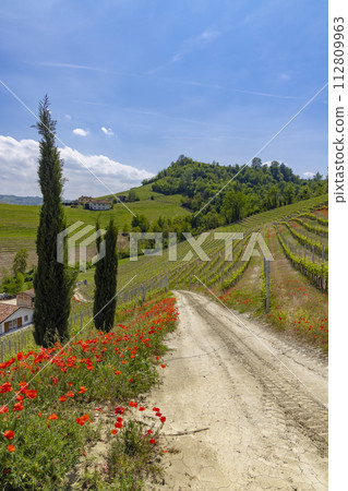 Typical vineyard near Castiglione Falletto, Barolo wine region, province of Cuneo, region of Piedmont, Italy Typical vineyard near Castiglione Falletto, Barolo wine region, province of Cuneo, region of Piedmont, Italy 112809963