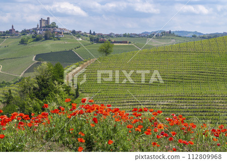 Typical vineyard near Castiglione Falletto, Barolo wine region, province of Cuneo, region of Piedmont, Italy Typical vineyard near Castiglione Falletto, Barolo wine region, province of Cuneo, region of Piedmont, Italy 112809968