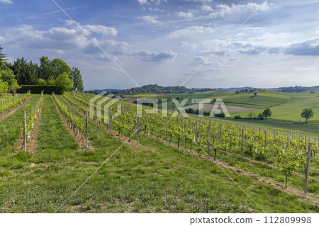 Typical vineyard near Castello di Razzano and Alfiano Natta, Barolo wine region, province of Cuneo, region of Piedmont, Italy Typical vineyard near Castello di Razzano and Alfiano Natta, Barolo wine region, province of Cuneo, region of Piedmont, Italy 112809998