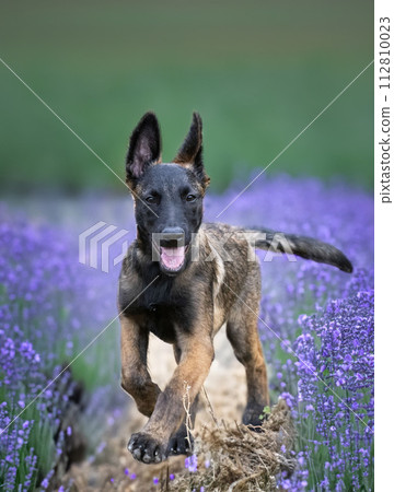 puppy belgian shepherd in nature puppy belgian shepherd in nature 112810023