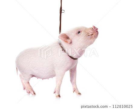 miniature pig in studio 112810025