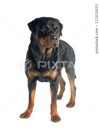 rottweiler in studio 112810033