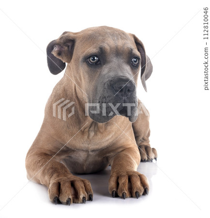 puppy cane corso puppy cane corso 112810046