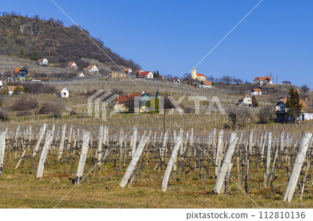 vineyard in Somlo (Somlyo) hill, Veszprem county, Hungary 112810136