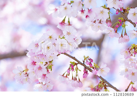 Cherry blossoms in blue sky back 112810689