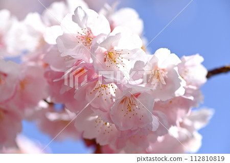 Cherry blossom 112810819