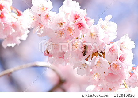 Cherry blossom Cherry blossom 112810826