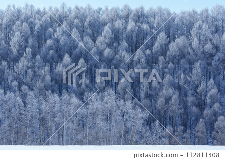 Scenery of Furano in midwinter: Hoarfrost trees and snowy field 112811308