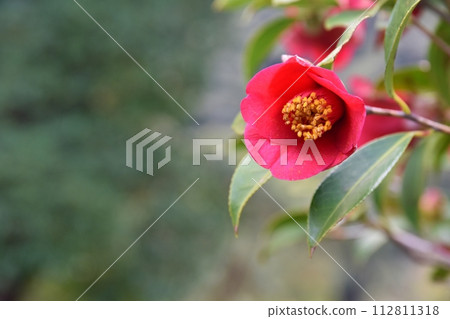 Camellia of Izu Oshima Tokyo Camellia of Izu Oshima Tokyo 112811318
