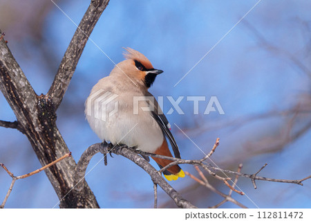 黃太平鳥，酷野鳥 112811472