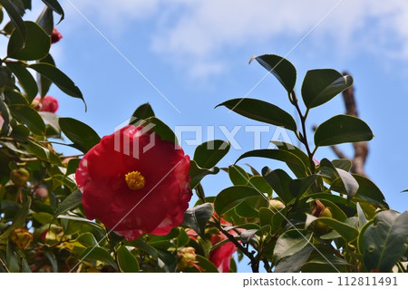 伊豆大島東京的山茶花 伊豆大島東京的山茶花 112811491