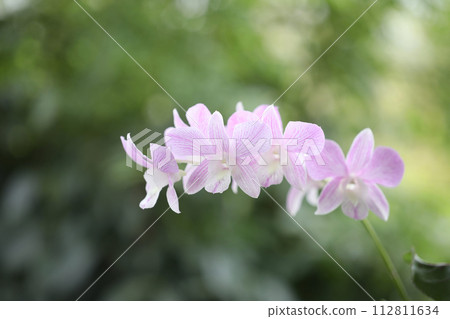 Orchid Dendrobium sp pink flower 112811634