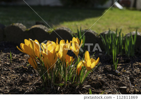 A vibrant yellow crocus blooms from rich brown soil, with a backdrop of soft-focus green grass. A vibrant yellow crocus blooms from rich brown soil, with a backdrop of soft-focus green grass. 112811869