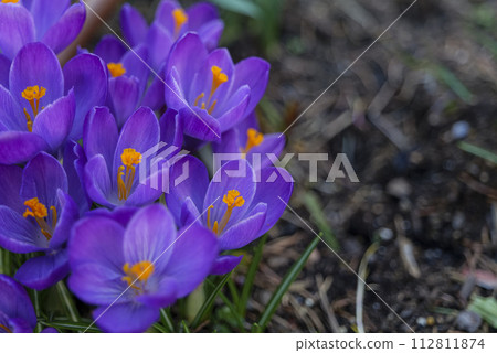 Beautiful early spring flowers of purple crocuses bloom in the garden, text space. 112811874